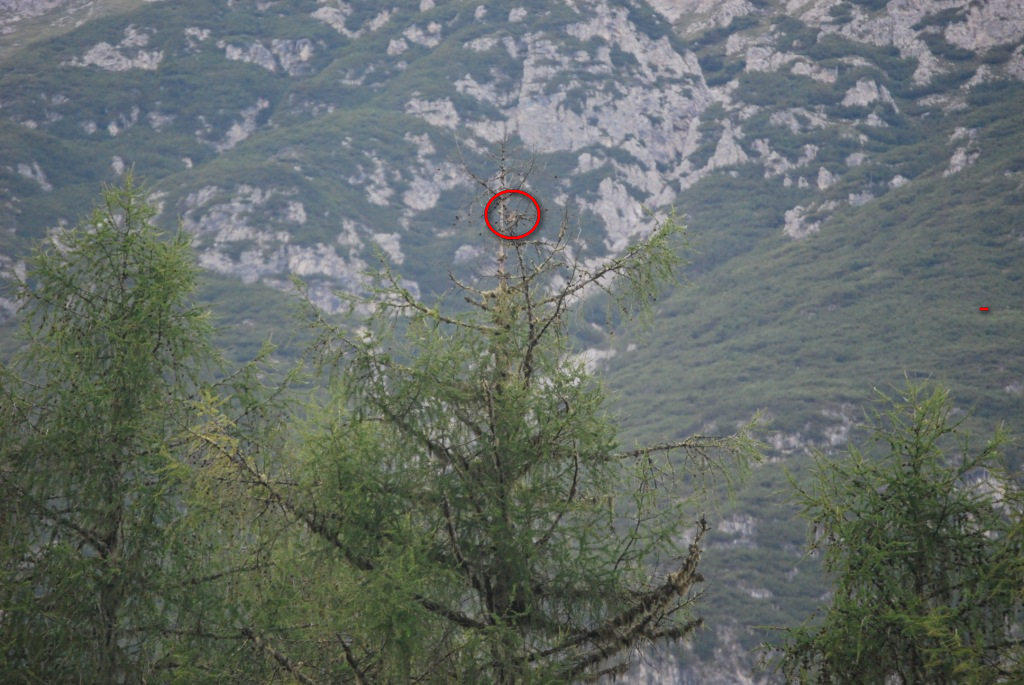 Chi cerca trova